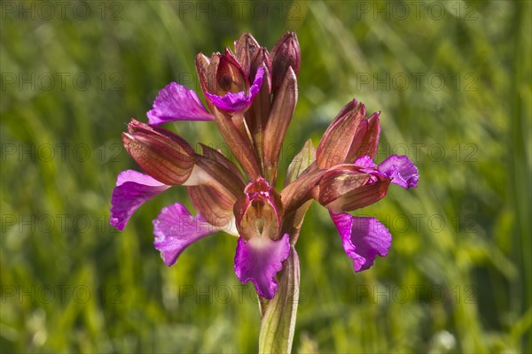 Butterfly orchid (Anacamptis papilionacea)