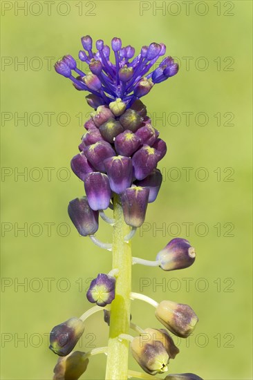 Tassel hyacinth (Muscari comosum)