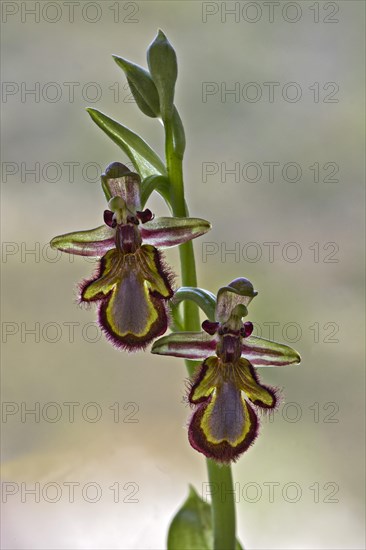 Mirror Bee Orchid (Ophrys speculum)