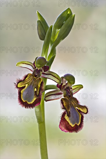 Mirror Bee Orchid (Ophrys speculum)