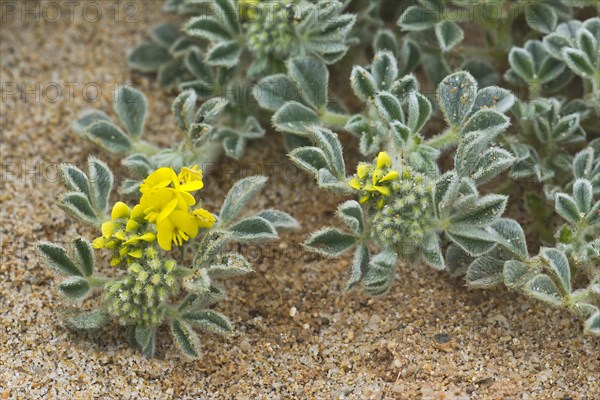 Coastal medick (Medicago marina)