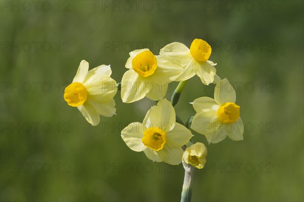 Bunch-flowered narcissus (Narcissus tazetta)