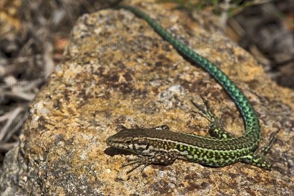 Tyrrhenian wall lizard (Podarcis Tiliguerta)