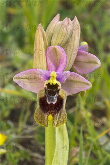 Sawfly orchid (Ophrys tenthredinifera)