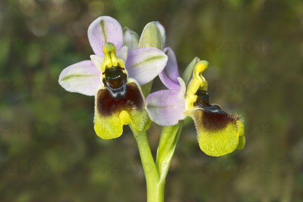 Sawfly orchid (Ophrys tenthredinifera)