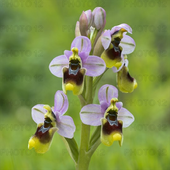 Sawfly orchid (Ophrys tenthredinifera) S'Ena Arrubia