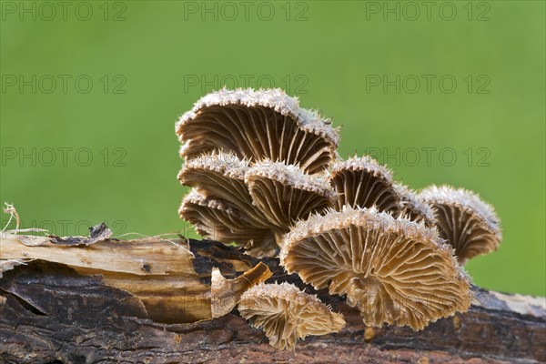 Split gill (Schizophyllum commune)