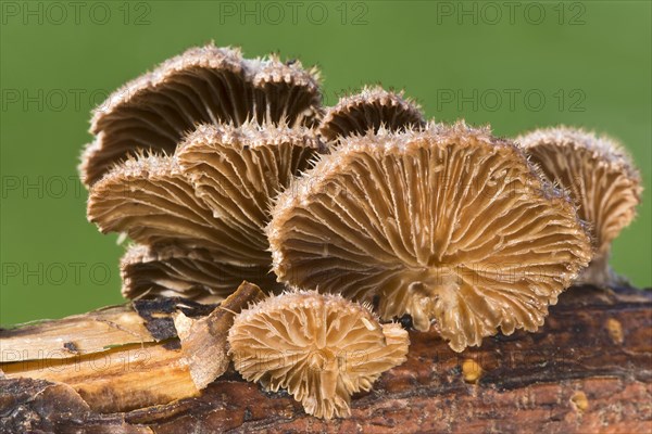 Split gill (Schizophyllum commune)