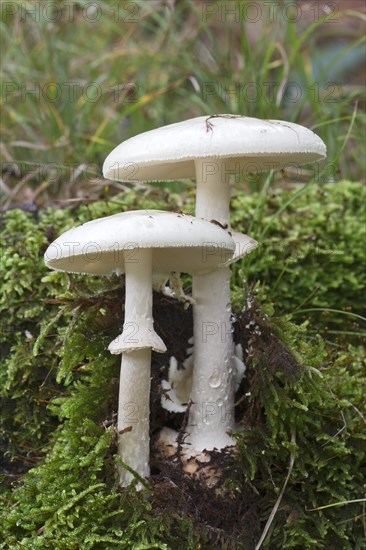 Death Cap (Amanita phalloides var. Alba)