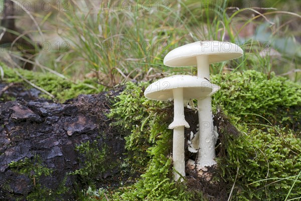 Death Cap (Amanita phalloides var. Alba)