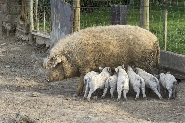 Mangalica pig (Sus scrofa domestica)