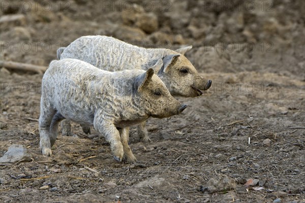 Mangalica (Sus scrofa domestica)