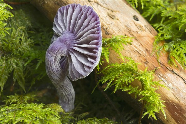 Amethyst deceiver (Laccaria amethystina)