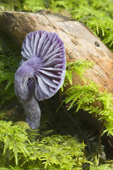 Amethyst deceiver (Laccaria amethystina)