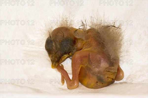 A few days old fallen baby bird