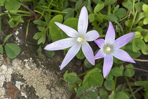 Crocus (Romulea ssp.)