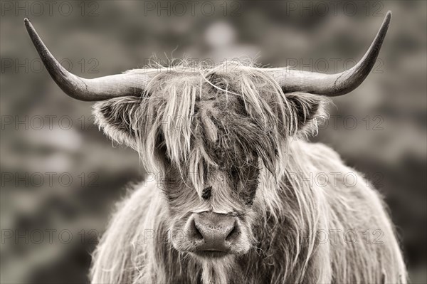 Highland Cattle (Bos taurus) or Kyloe