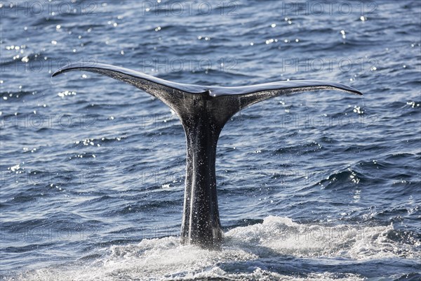Sperm whale (Physeter macrocephalus Physeter or catodon)