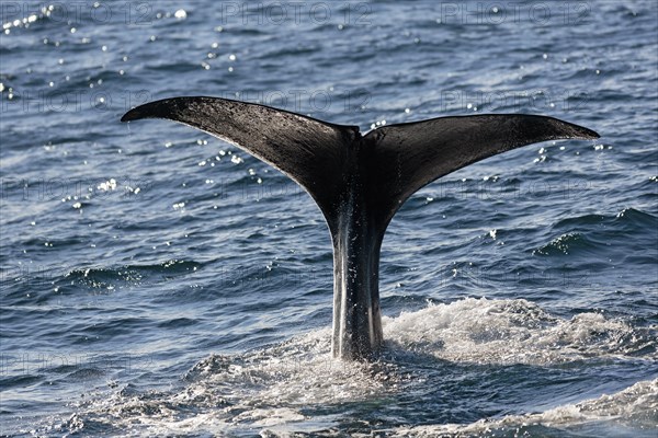 Sperm whale (Physeter macrocephalus Physeter or catodon)