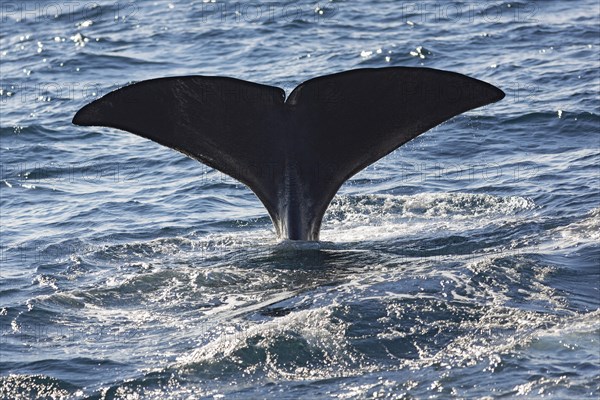 Sperm whale (Physeter macrocephalus Physeter or catodon)