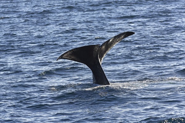 Sperm whale (Physeter macrocephalus Physeter or catodon)