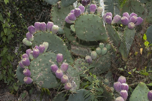 Flowers on a Barbary fig (Opuntia ficus)