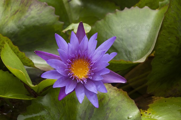 Blue Lotus (Nymphaea caerulea)