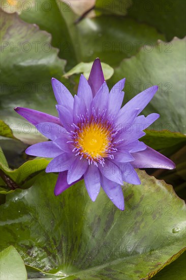 Blue Lotus (Nymphaea caerulea)