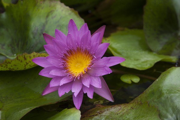 Blue Lotus (Nymphaea caerulea)