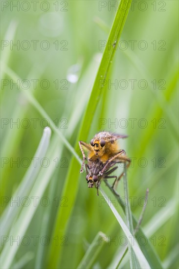 Yellow Dung-fly (Scathophaga stercoraria) adult male and female copulating