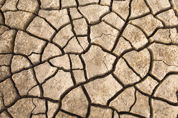 Cracked floodplain mud