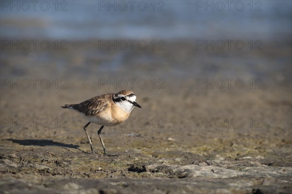 Kittlitz's Plover or Kittlitz's Sandplover (Charadrius pecuarius)