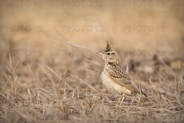 Crested Lark (Galerida cristata) in dry grass