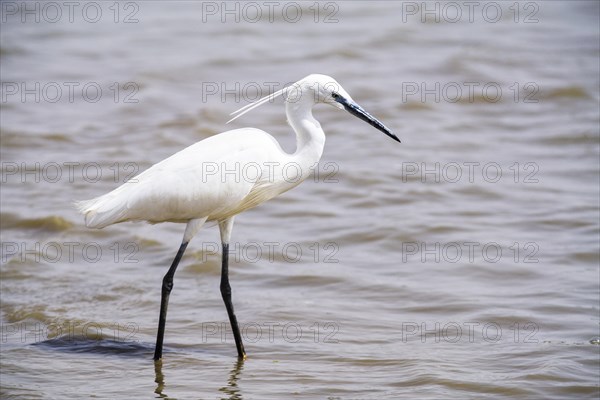 Little Egret (Egretta garzetta) in the water