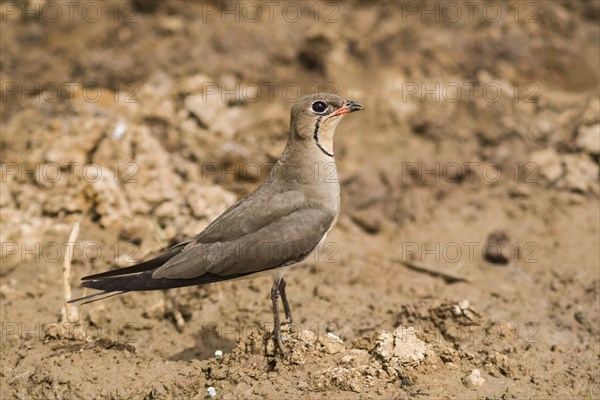 Collared Pratincole (Glareola pratincola)