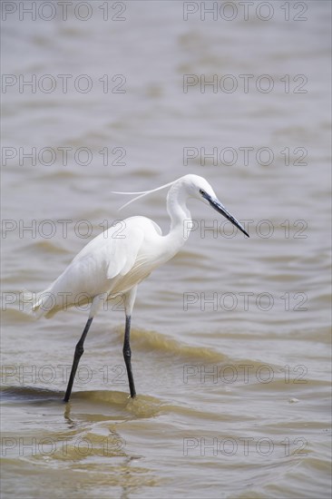 Little Egret (Egretta garzetta)