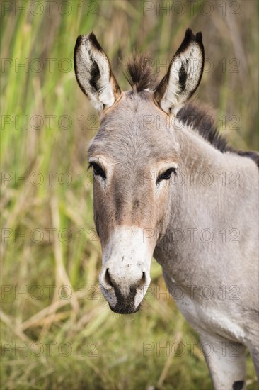 Donkey (Equus asinus)