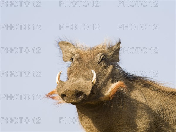 Common Warthog (Phacochoerus africanus)