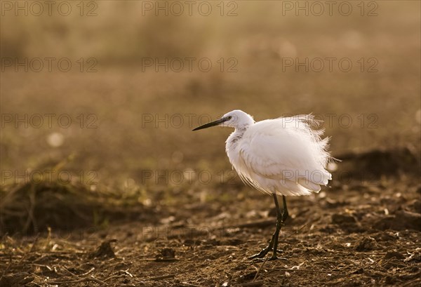 Little Egret (Egretta garzetta)