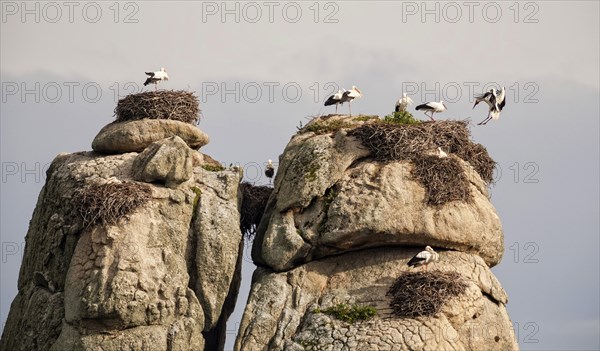White Storks (Ciconia ciconia) nesting on granite boulders