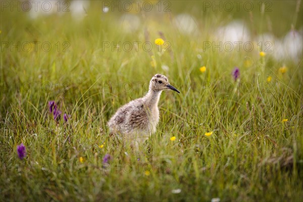 Curlew (Numenius arquata) chick