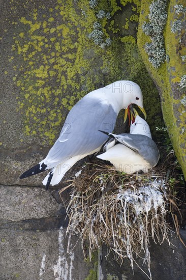 Black-legged Kittiwake (Rissa tridactyla) adult male regurgitating food for adult female at nest