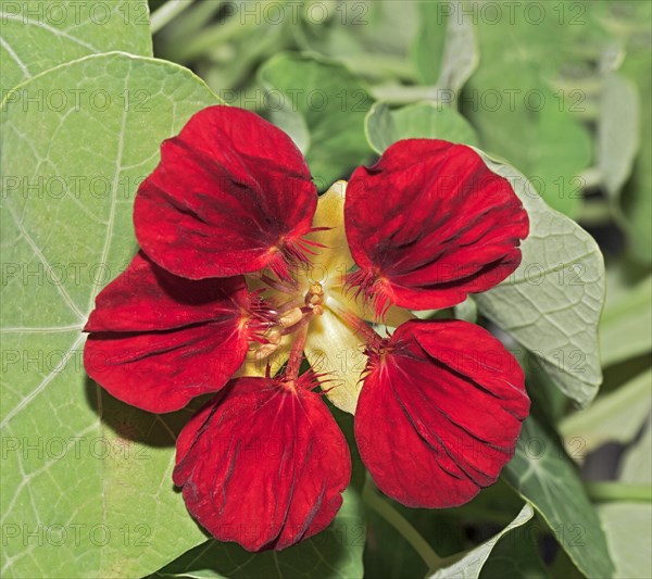 Flower of a Nasturtium (Tropaeolum sp.)