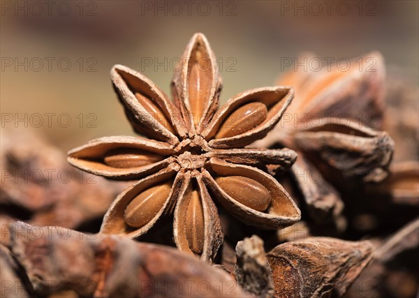 Star anise (Illicium verum)