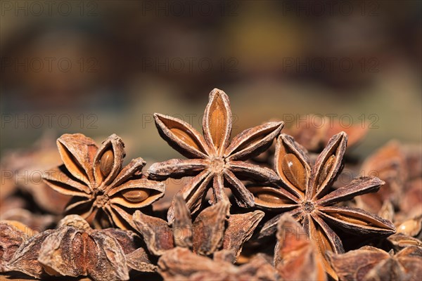 Star anise (Illicium verum)