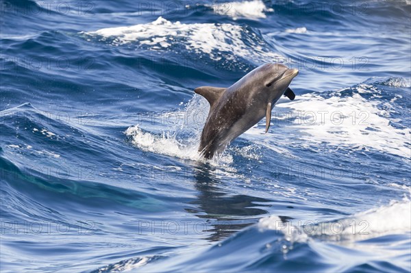Bottlenose dolphin (Tursiops truncatus) jumping out of the water in front of Los Gigantes