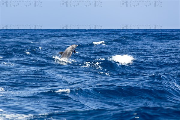 Bottlenose dolphin (Tursiops truncatus) jumping out of the water at Los Gigantes