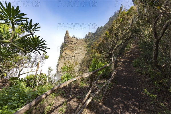 Walking trail through a laurel forest in the Anaga Mountains with coastal fog