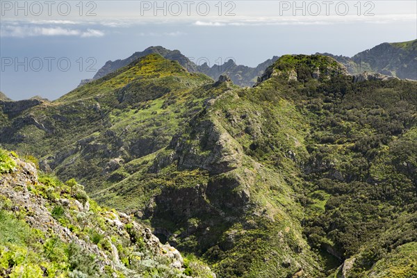 View of laurel forests and the the gorge of Chamorga