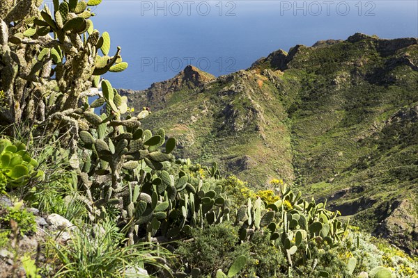 Prickly pear cactuses (Opuntia ficus-indica) and Macizo de Anaga mountain range behind